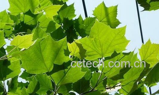 果蔬百科梧桐叶的功效与作用-0