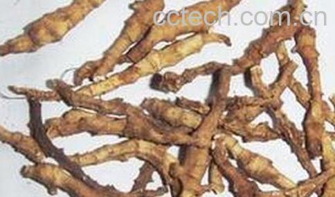 果蔬百科九节菖蒲的功效与作用-0