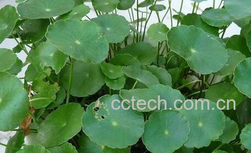 果蔬百科铜钱草的功效与作用-0