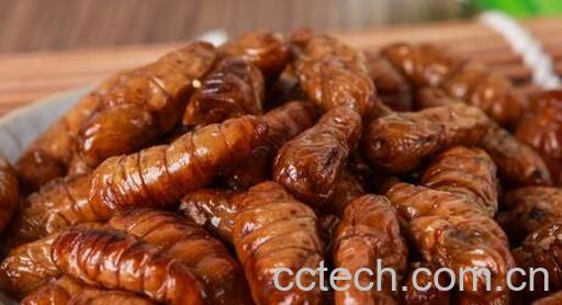 果蔬百科蚕蛹的功效与作用-0