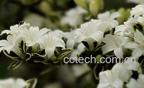 果蔬百科六月雪的功效与作用-0