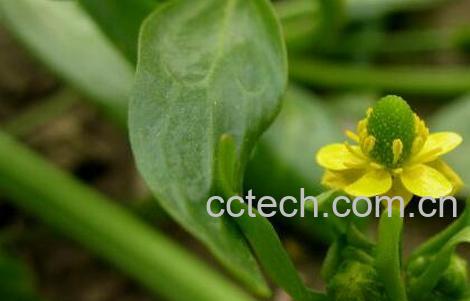 果蔬百科虎掌草的功效与作用-0