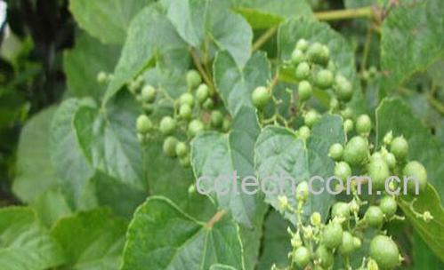 果蔬百科无根的功效与作用-0