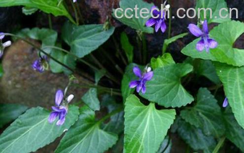 果蔬百科中药定经草的功效与作用-0