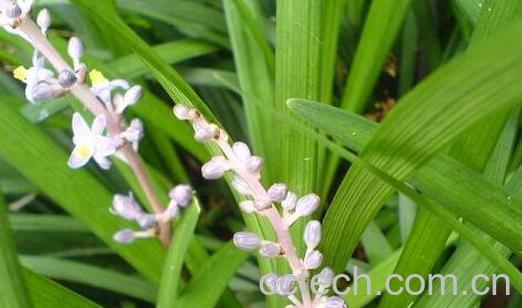 果蔬百科麦门冬的药用价值与功效-0