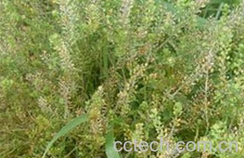 果蔬百科珊瑚草的功效与作用-0