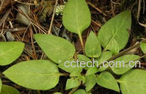 果蔬百科肾炎草的功效与作用-0