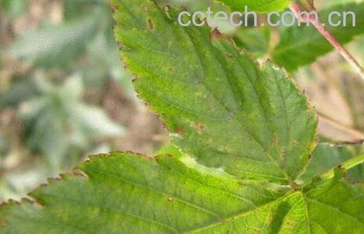 果蔬百科倒钩刺的功效与作用-0