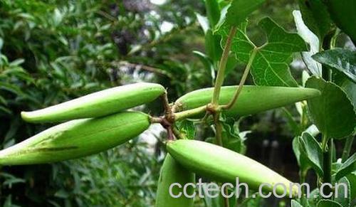 果蔬百科隔山消的功效与作用-0