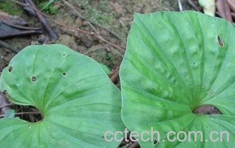 果蔬百科青天葵的功效与作用-0