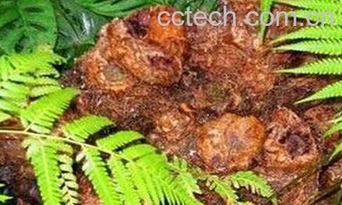 果蔬百科金毛狗脊的功效与作用-0