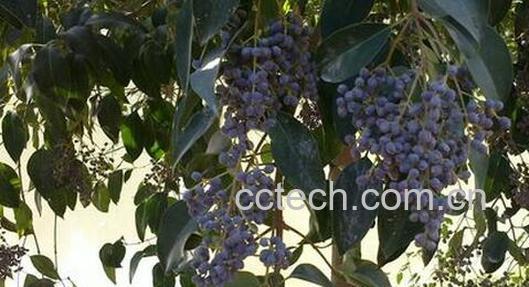 果蔬百科樟树子的功效与作用-0