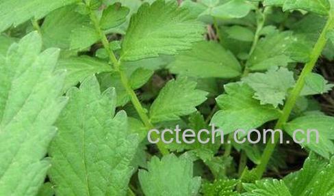 果蔬百科刀口药的功效与作用-0