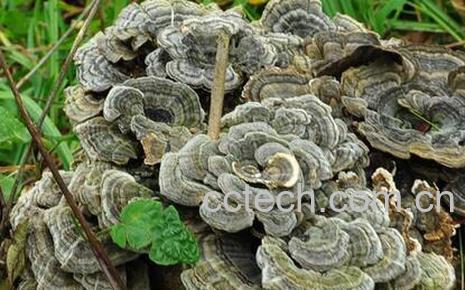 果蔬百科云芝的功效与作用-0