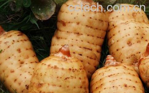 果蔬百科天麻的营养价值-0