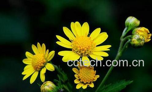 果蔬百科野菊的功效与作用-0