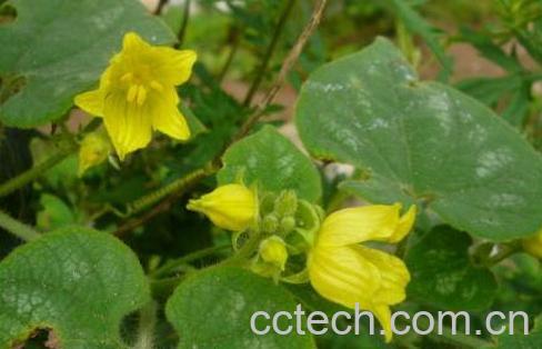 果蔬百科天仙藤的功效与作用-0