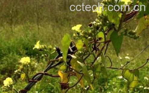 果蔬百科黄藤的功效与作用-0