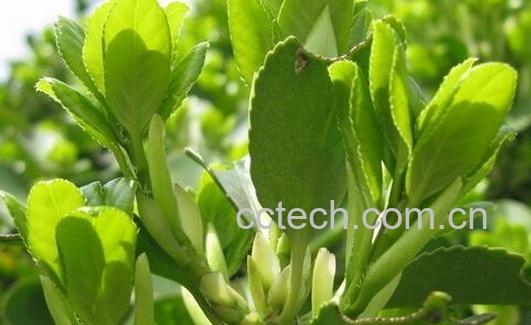 果蔬百科四季青的功效与作用-0