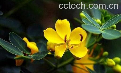 果蔬百科望江南的功效与作用-0