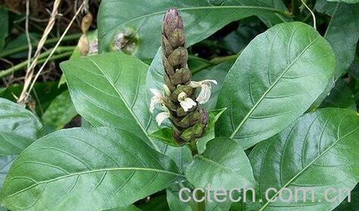 果蔬百科大驳骨的来源与功效-0