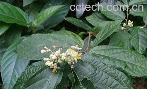 果蔬百科破布叶的功效与作用-0