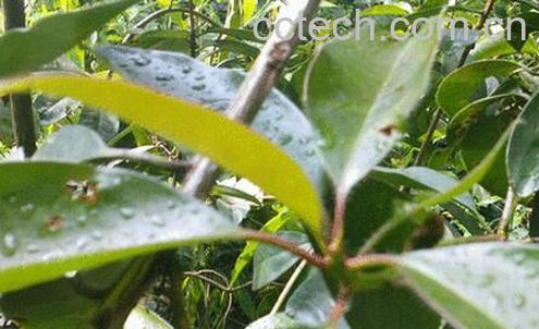 果蔬百科石楠叶的功效与作用-0