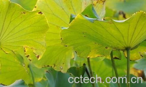 果蔬百科荷梗的功效与作用-0