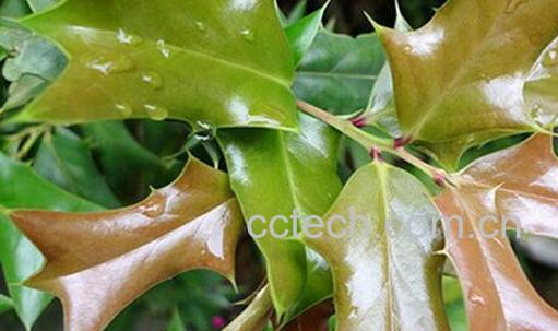 果蔬百科枸骨叶的功效与作用-0