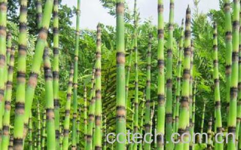 果蔬百科木贼的功效与作用-0