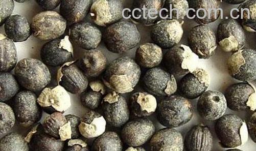 果蔬百科蔓荆子的功效与用法-0