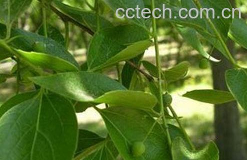 果蔬百科棒棒木的功效与作用-0