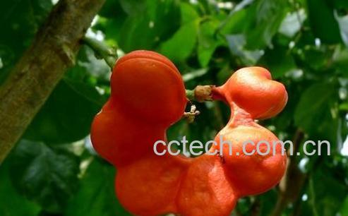 果蔬百科猴耳环的功效与作用-0