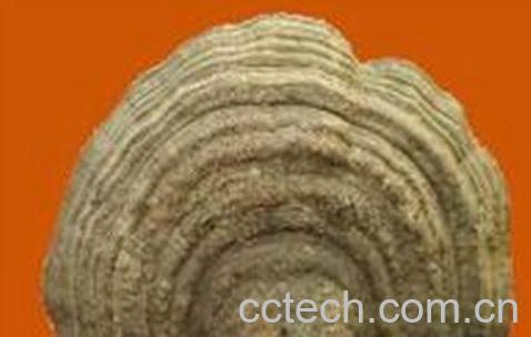 果蔬百科阿里红的功效与作用-0