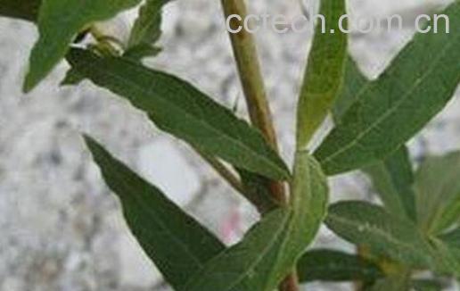 果蔬百科白鱼尾的功效与作用-0