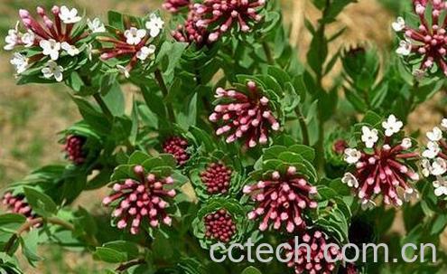 果蔬百科狼毒的药用价值与功效-0