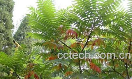 果蔬百科臭椿的功效与作用-0