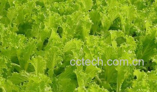 果蔬百科白苣的功效与作用-0