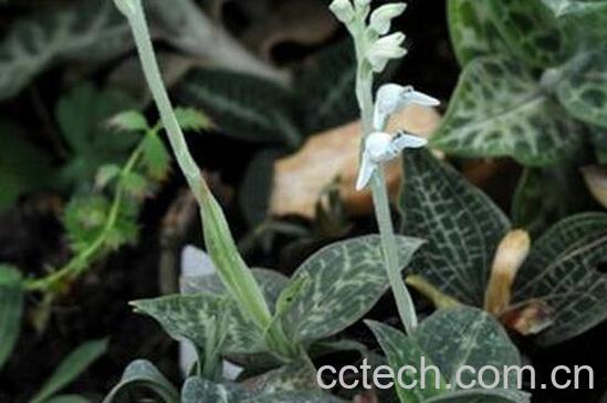 果蔬百科千灵丹的功效与作用-0