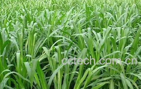 果蔬百科朱砂草的功效与作用-0