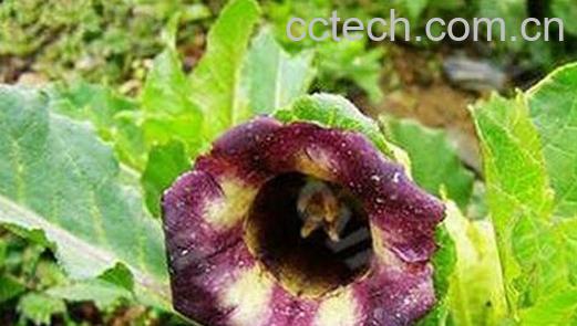 果蔬百科藏茄的功效与作用-0