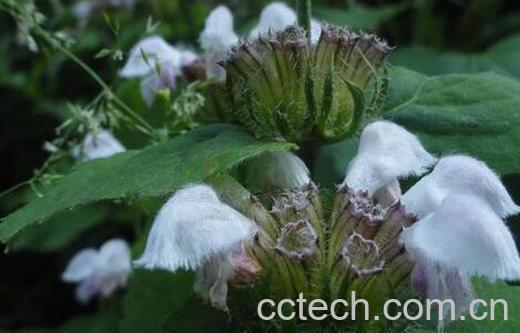 果蔬百科糙苏的功效与作用-0