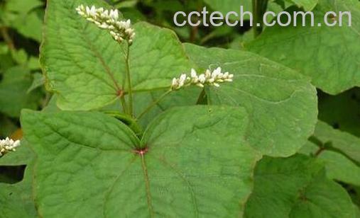 果蔬百科金荞麦的药用价值与具体用法-0