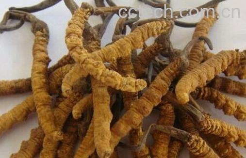 果蔬百科冬虫夏草的养生功效-0