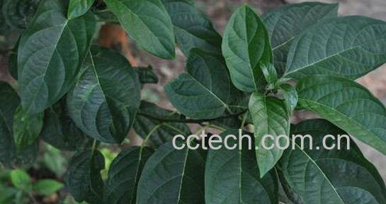 果蔬百科大青叶的药用价值与功效-0