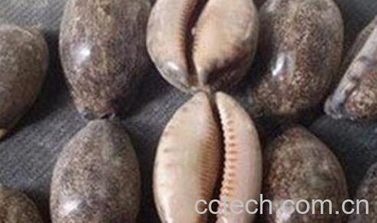 果蔬百科贝子的功效与用法-0