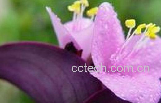 果蔬百科紫鸭跖草的功效与作用-0