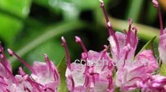 果蔬百科半边苏的功效与作用-0