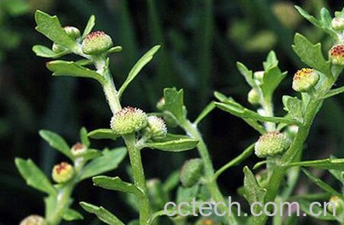 果蔬百科不积草的功效与作用-0