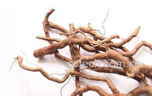 果蔬百科巴山虎的功效与用法-0